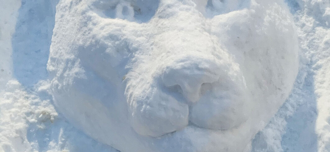 snow cougar