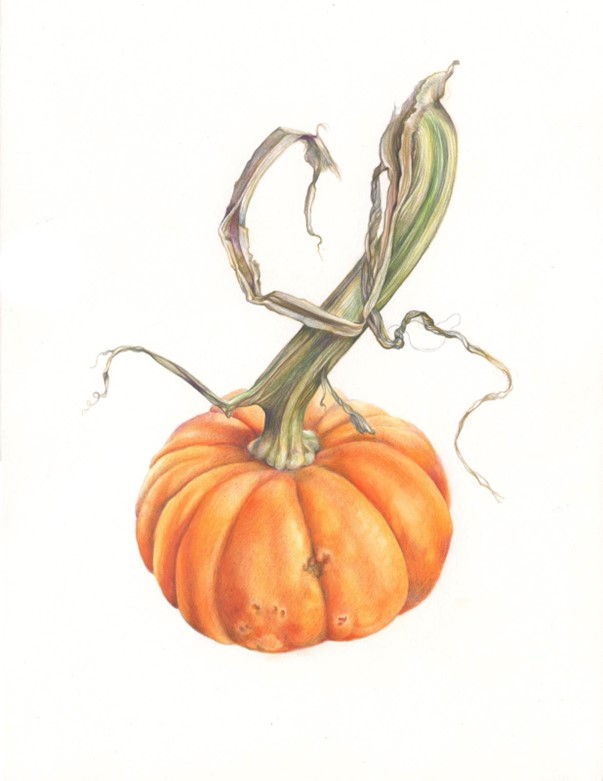 Heidi Sandecki, Mini Pumpkin, from Cucurbita pepo, 2022, Colored pencil, watercolor pencil, and graphite